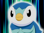 EP496 Piplup con la energía acumulada