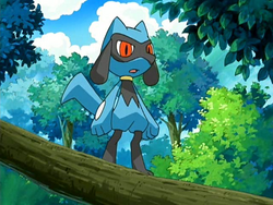 Riolu anime.png