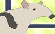 Anteater