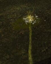 Pee