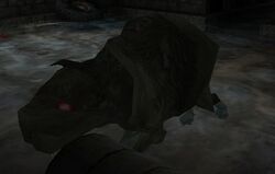 Hippo