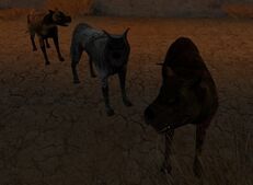 Dogs pl