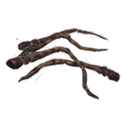Spiders-legs