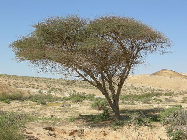 File:Acacia.jpg