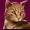 File:Ginger-cat 5.jpg