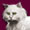 File:White-cat 5.jpg