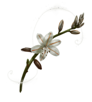 Asphodel
