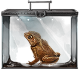 Crested-toad-lrg