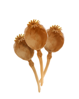 Poppy-heads-lrg