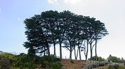 280px-Monterey Cypresses (Cupressus macrocarpa)