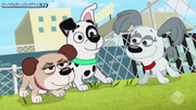 Super Secret Pup Club
