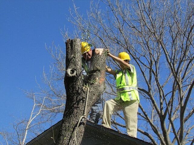File:Dallas Tree Removal - 214- 556-5079 - DFW Tree Removal.jpeg