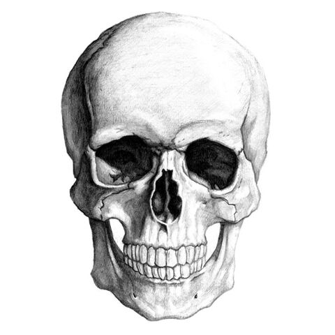 File:Skull.jpg