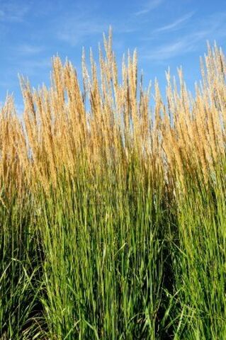 File:Ornamental-karl-foerster-feather-reed-grass-calamagrostis-acutiflora.jpg