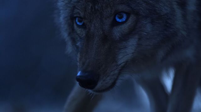 File:Coyote.jpg