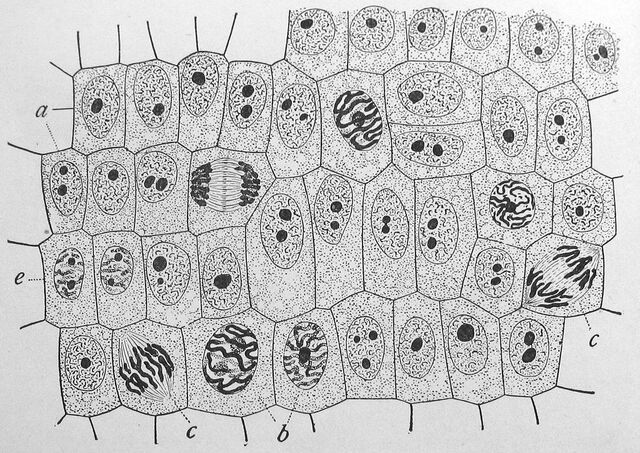 File:Cell1.jpg