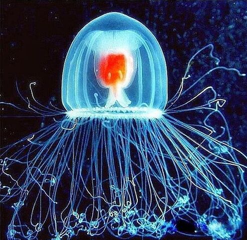 File:Turritopsis nutricula.jpg