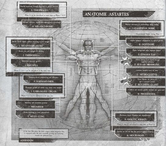 File:680px-SManatomy.jpg