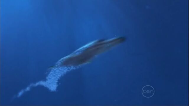 File:Speed-swim.jpg