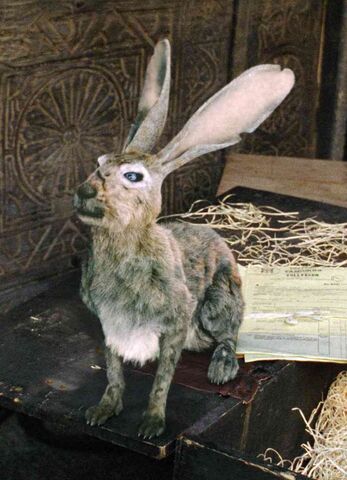 File:Hester.jpeg
