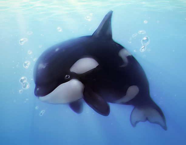 File:ORCA!!!!.png