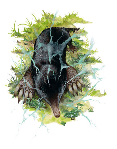 File:Brain mole.jpg