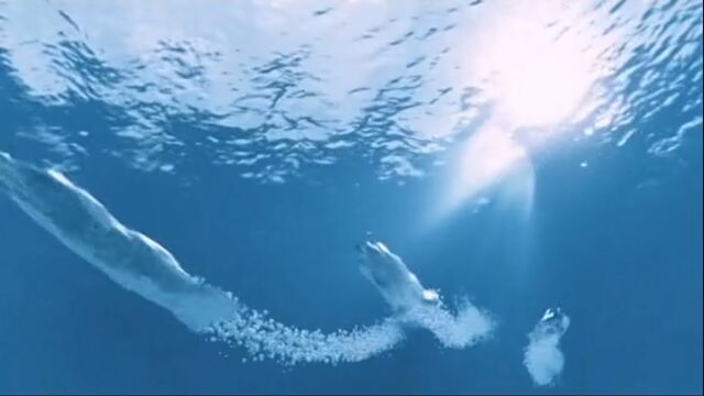 File:Mermaids swimming.jpg