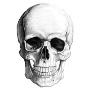 Skullpencil large