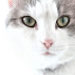 Tom