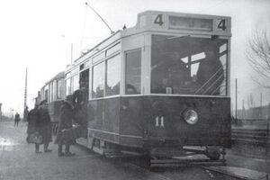 Szczeciniak duży