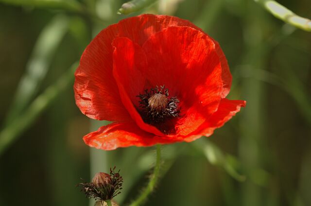 File:Poppy.jpg