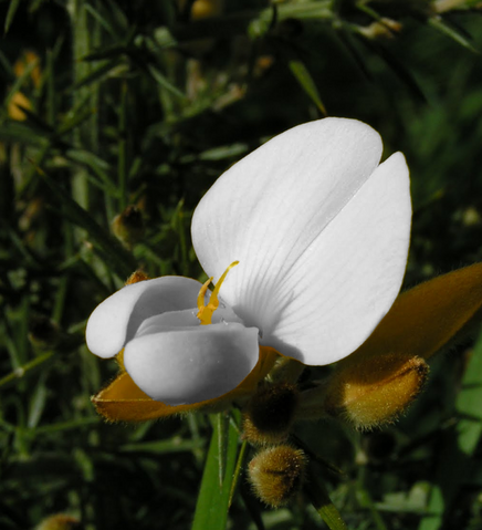 File:Snowthorn.png
