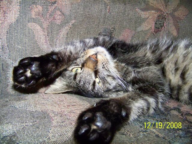 File:I'm okay, really!.jpg