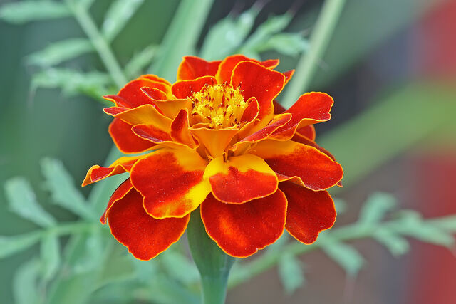 File:Marigold.jpg