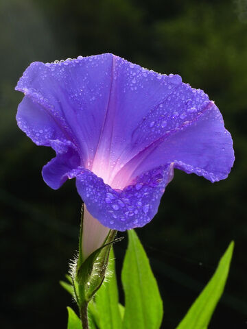 File:Morning-glory.jpg