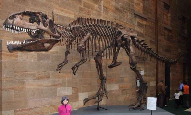 File:Giga fossil.jpg