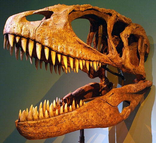File:Carch skull.jpg
