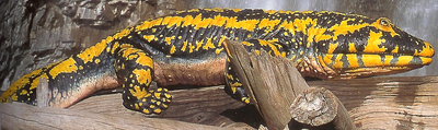 Hynerpeton