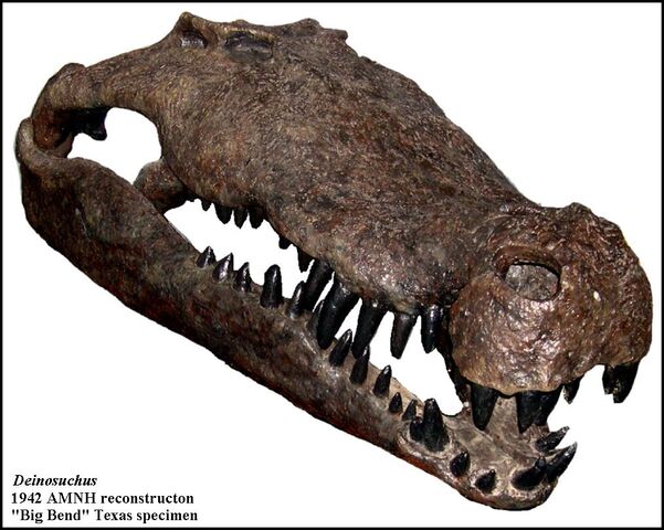 File:Deinosuchus2a.jpg