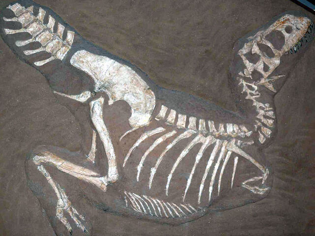 File:Tarbosaurus fossil.jpg