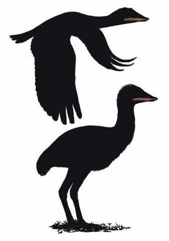File:Samrukia as bird.jpg