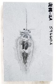 Nectocaris 59660