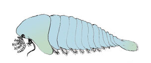Sanctacaris
