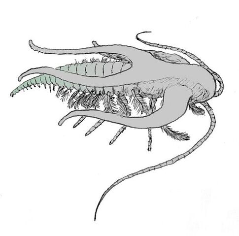 File:Marrella.jpg