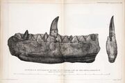 Megalosaurus Buckland