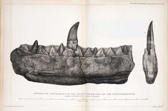 File:Megalosaurus Buckland.jpg