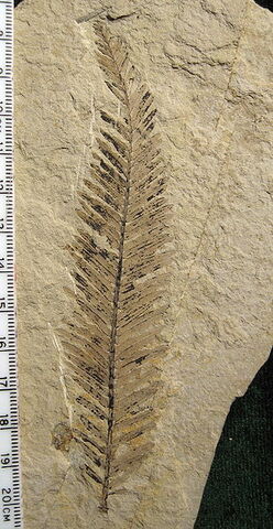 File:Metasequoia branchlet.jpg