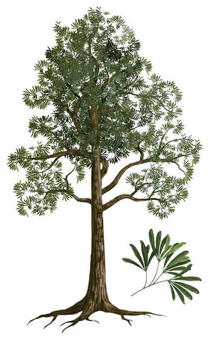 File:Glossopterisrendition.jpg