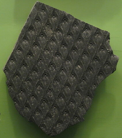File:Lepidodendron bark.jpg
