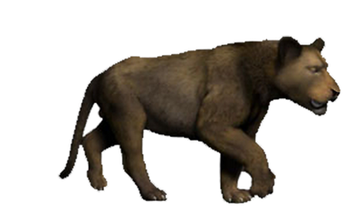 Panthera